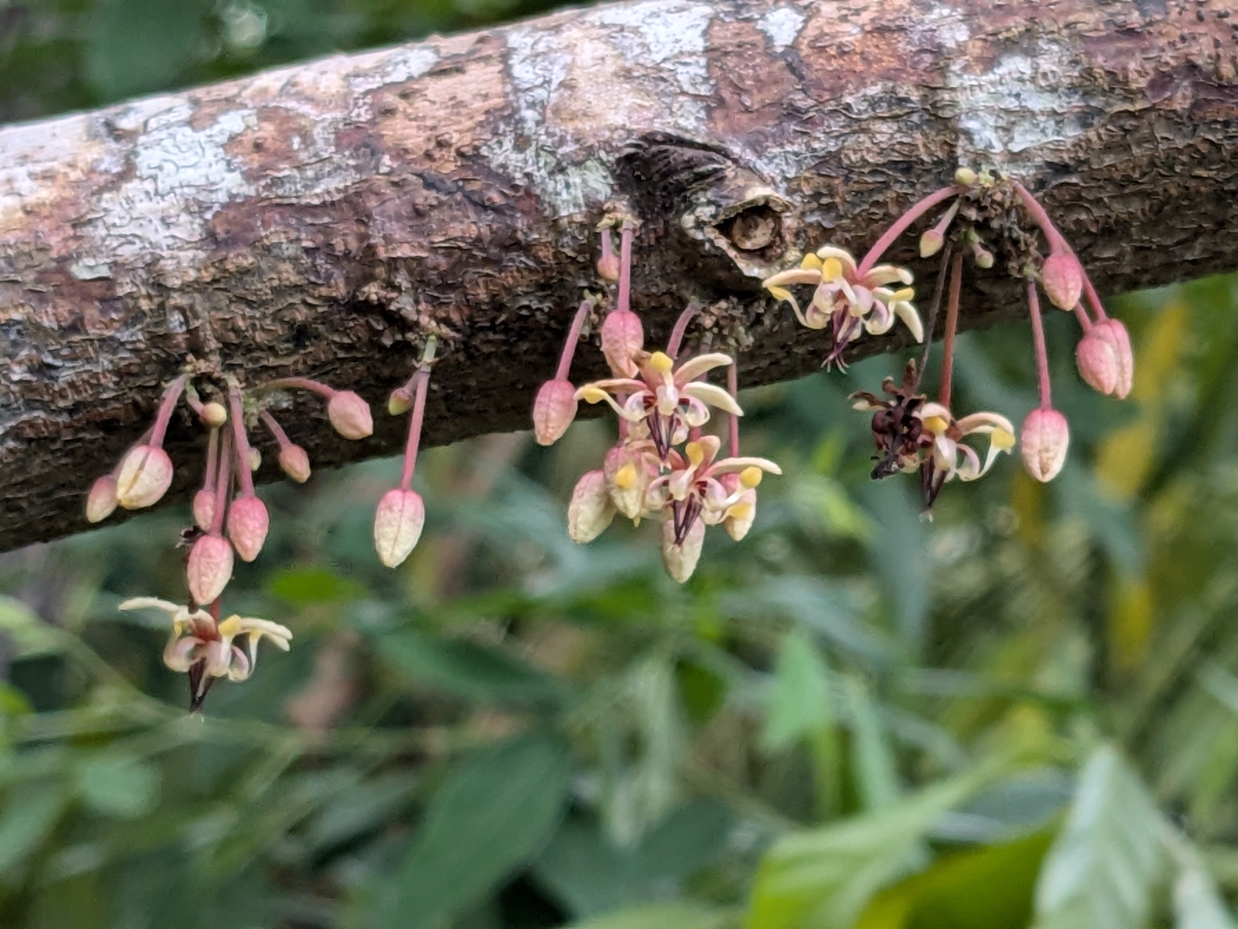 Exquisite Chocolate Begins In The Soil