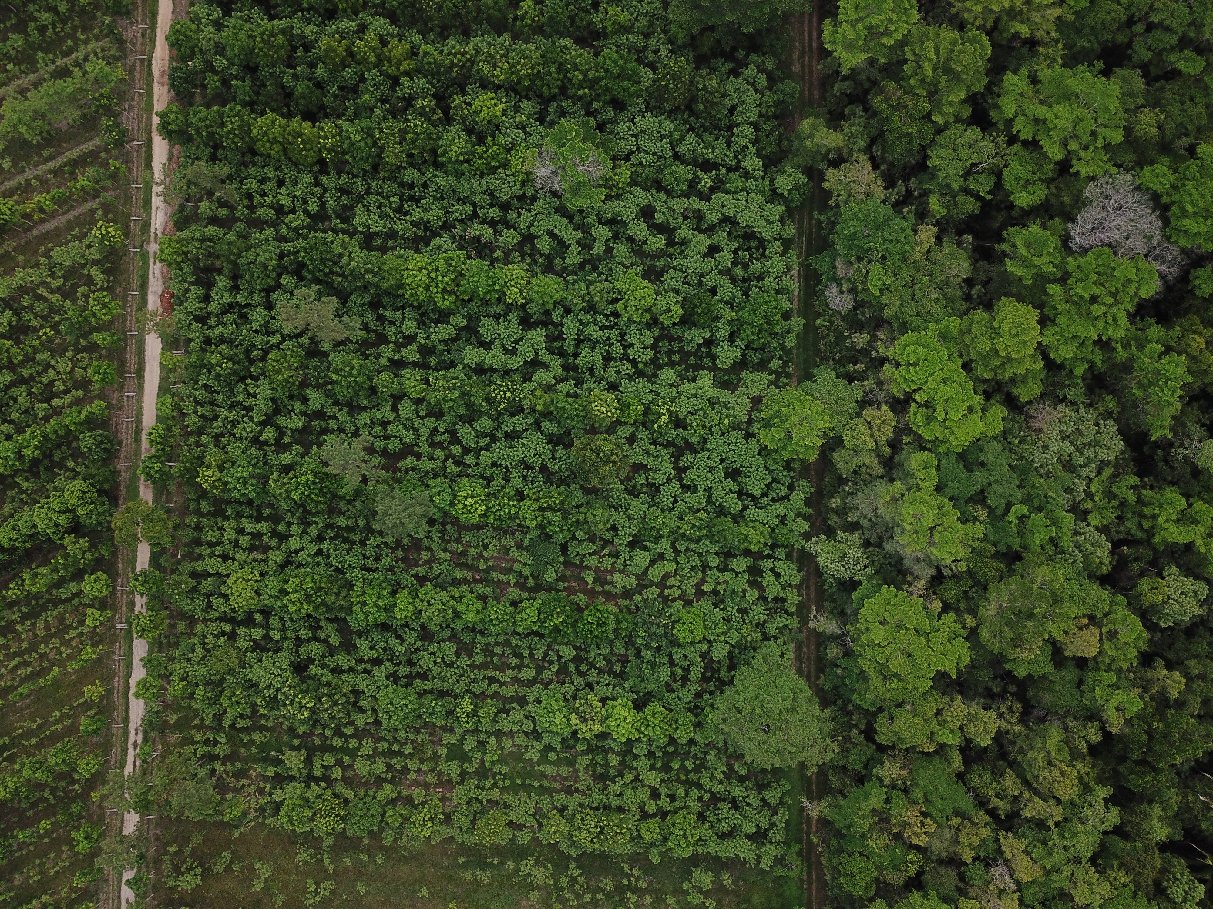 Under The Shade We Flourish