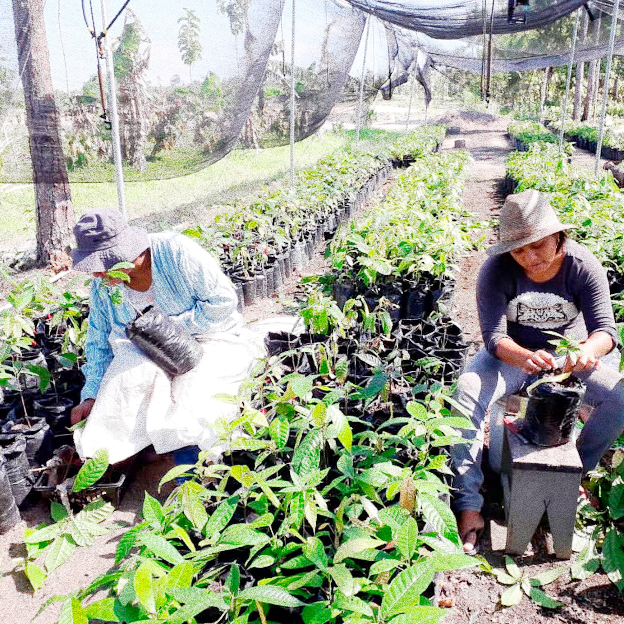 Under The Shadecloth We Flourish