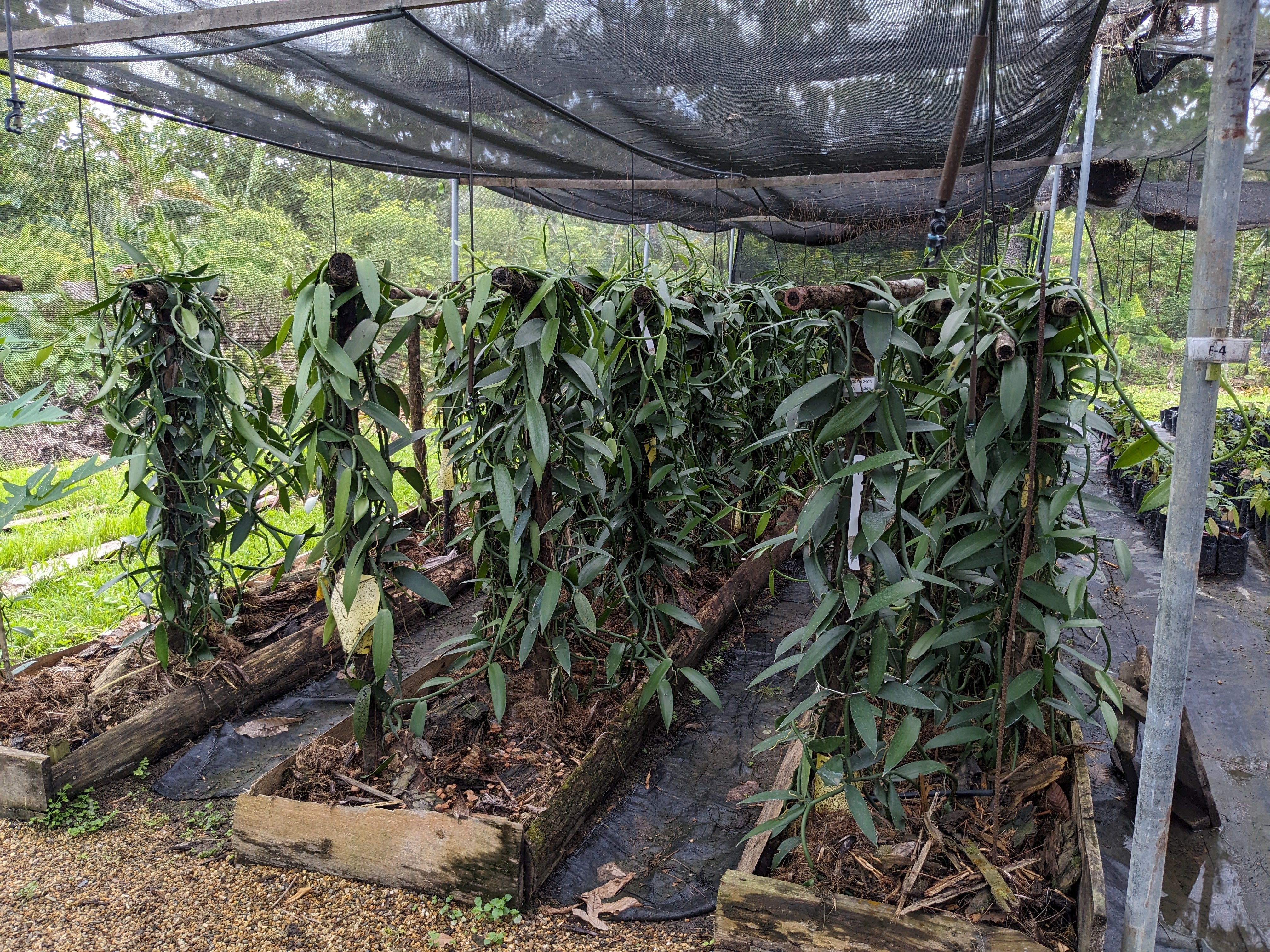 Vanilla: Belize’s Heritage